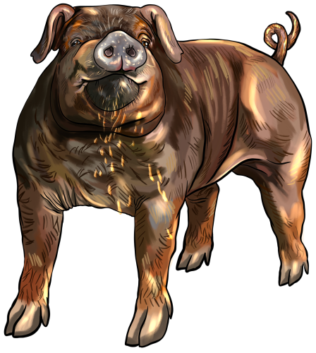 (s098-6-O) Pig
