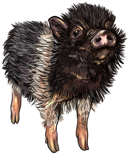 (s098-6-Q) Pig