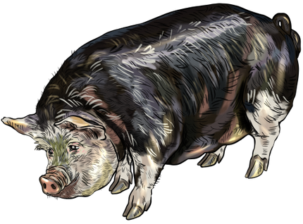 (s098-6-R) Pig