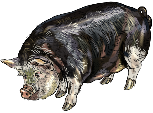 (s098-6-R) Pig