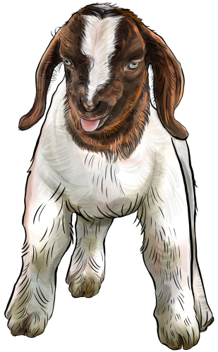 (s098-7-1A) Goat