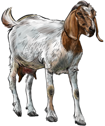 (s098-7-2A) Goat