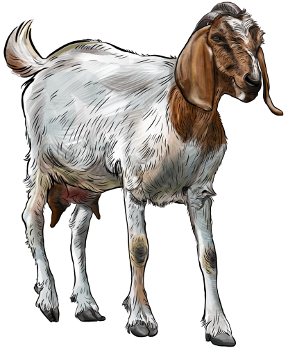 (s098-7-2A) Goat