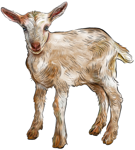 (s098-7-1B) Goat