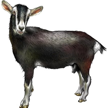(s098-7-1C) Goat
