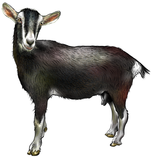 (s098-7-1C) Goat