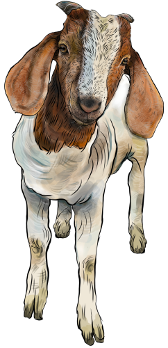 (s098-7-1G) Goat