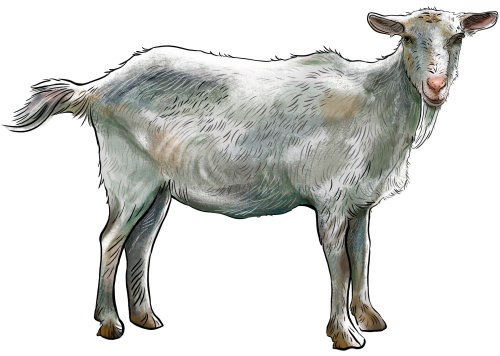 (s098-7-1H) Goat