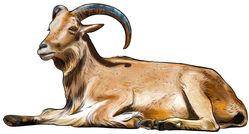(s098-7-1J) Goat