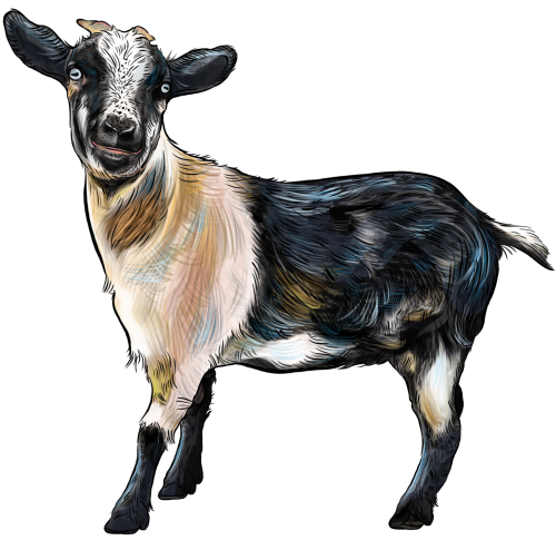 (s098-7-1K) Goat
