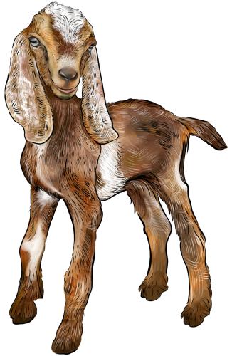 (s098-7-1L) Goat