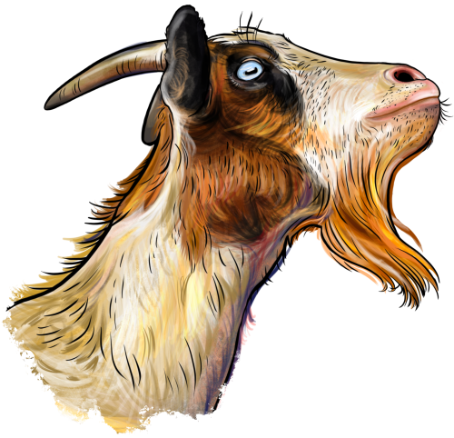 (s098-7-1O) Goat