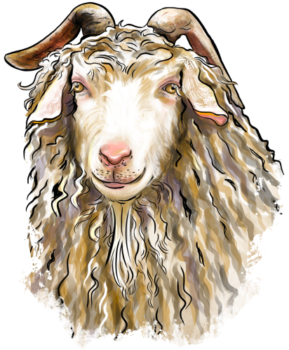 (s098-7-1P) Goat