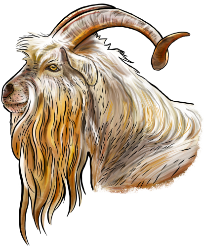 (s098-7-1R) Goat