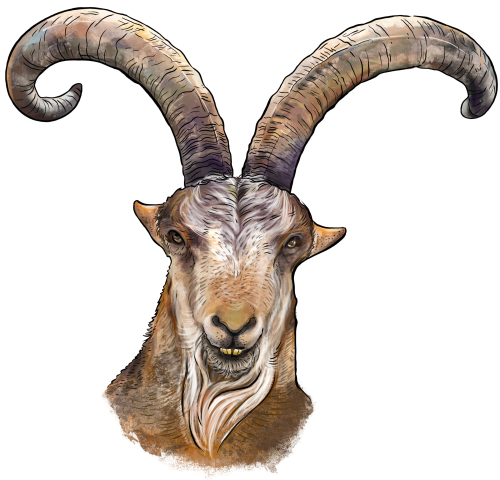 (s098-7-1S) Goat