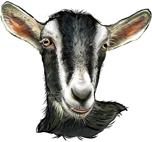 (s098-7-1T) Goat
