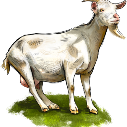 (s098-7-1U) Goat