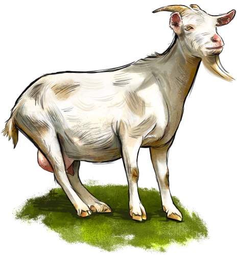 (s098-7-1U) Goat