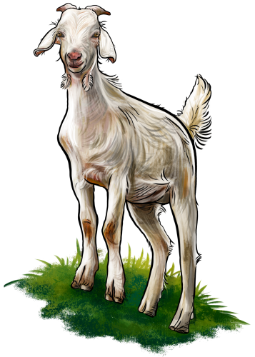 (s098-7-1V) Goat