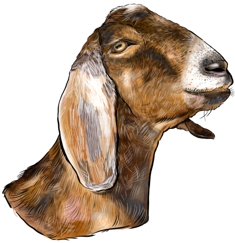 (s098-7-1W) Goat