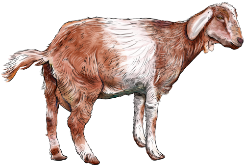 (s098-7-1X) Goat