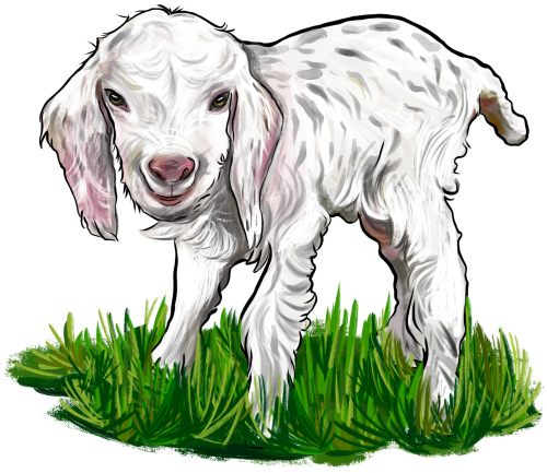 (s098-7-1Y) Goat