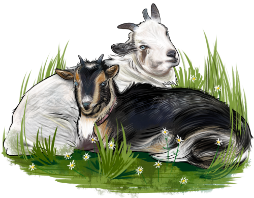(s098-7-1Z) Goat