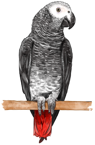 (s098-9-A) African Gray