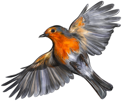 (s098-9-2A) Robin
