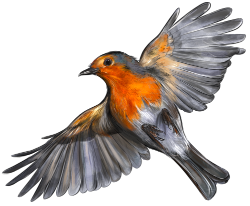 (s098-9-2A) Robin