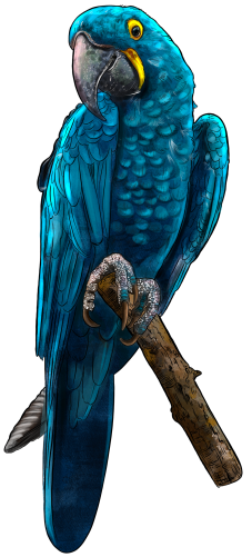 (s098-9-B) Macaw