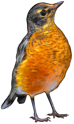 (s098-9-2B) Robin