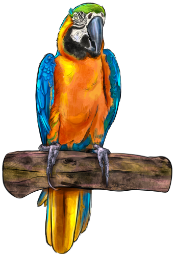 (s098-9-C) Macaw