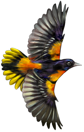 (s098-9-2C) Baltimore Oriole