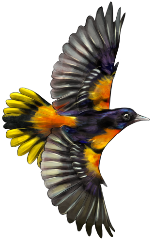 (s098-9-2C) Baltimore Oriole