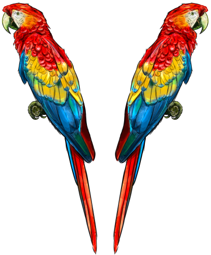 (s098-9-D) Macaws