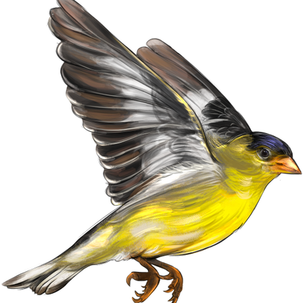 (s098-9-2D) Goldfinch