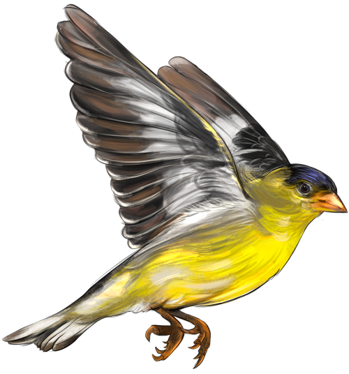 (s098-9-2D) Goldfinch