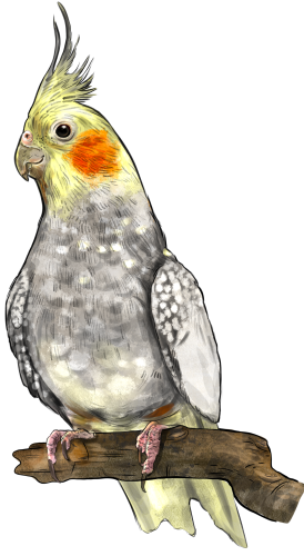 (s098-9-E) Cockatiel