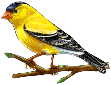 (s098-9-2E) Goldfinch