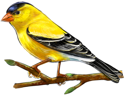 (s098-9-2E) Goldfinch