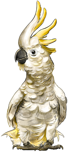 (s098-9-F) Cockatoo