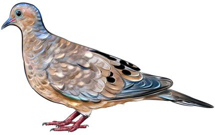 (s098-9-2F) Dove