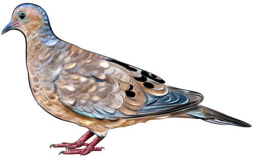 (s098-9-2F) Dove