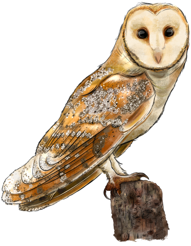 (s098-9-2G) Owl