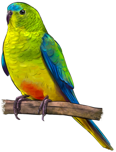 (s098-9-H) Conure