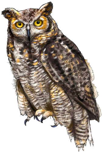 (s098-9-2H) Owl