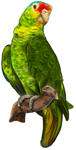 (s098-9-I) Conure