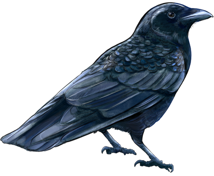 (s098-9-2I) Crow