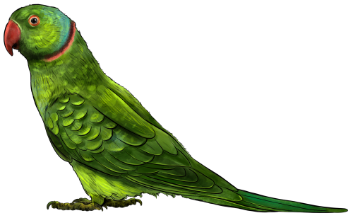 (s098-9-J) Indian Ring Neck Parakeet